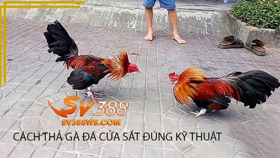 hướng dẫn Cách Thả Gà Đá Cựa Sắt Đúng Kỹ Thuật sv388