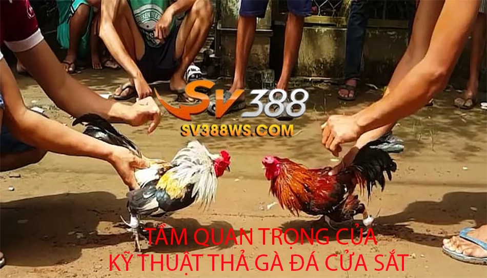 những Tầm Quan Trọng Của Kỹ Thuật Thả Gà Đá Cựa Sắt sv388